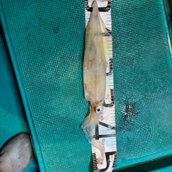 イカメタル5回目初大剣‼️