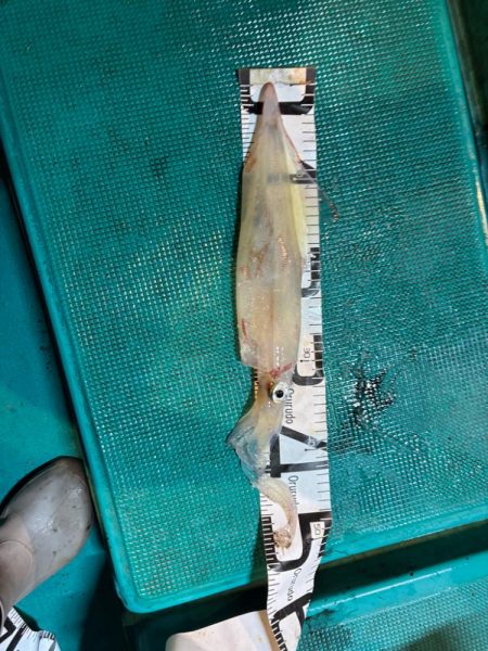 イカメタル5回目初大剣‼️