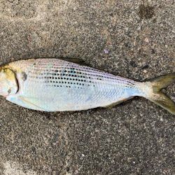 周りは釣れているのに