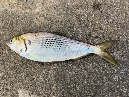 周りは釣れているのに