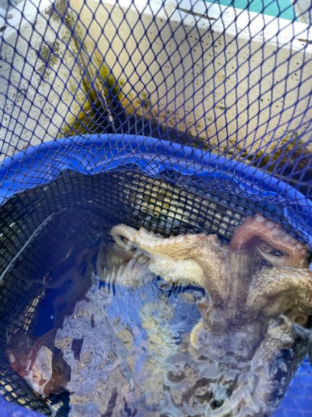 今シーズン最後のマダコ釣り