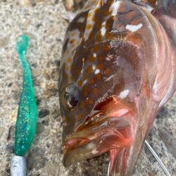 デイアコウがんばる・・・アコウ１