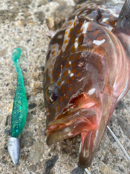 デイアコウがんばる・・・アコウ１