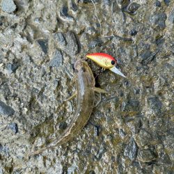 今日も淀川で…