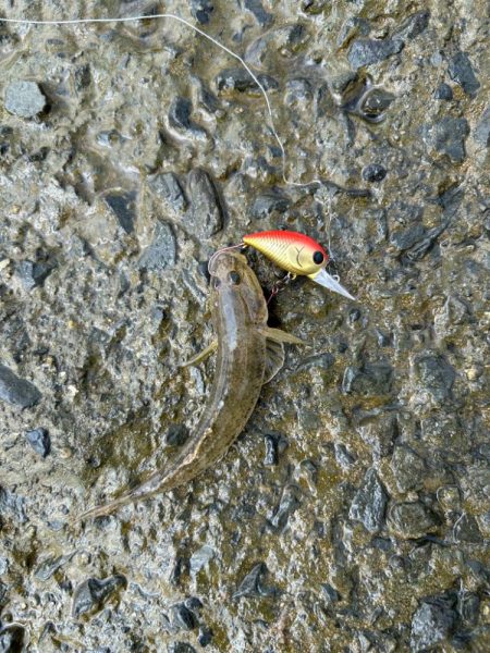 今日も淀川で…