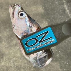 朝マズメの太刀魚調査で9匹GET