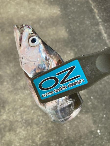 朝マズメの太刀魚調査で9匹GET