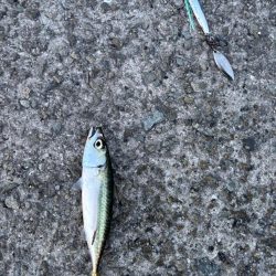 ジグサビキ　22