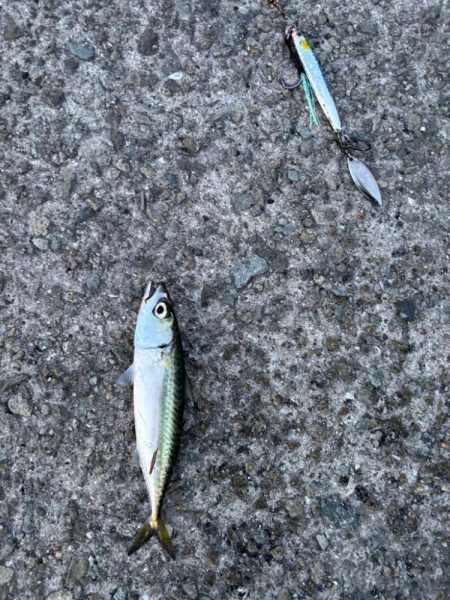 ジグサビキ　22