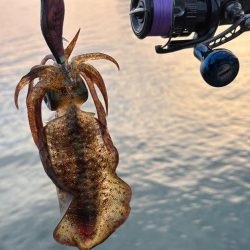 イカ1時間青物1時間その後はポツポツ