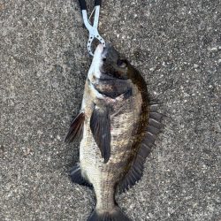 エビ撒き　渋い中何とか釣れました