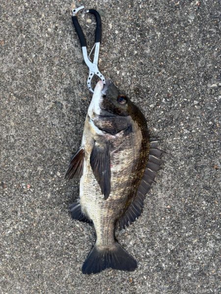 エビ撒き　渋い中何とか釣れました