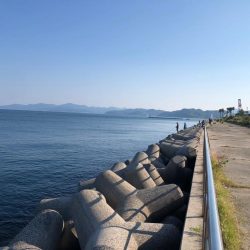 本年初タチ　細細