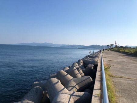 本年初タチ　細細