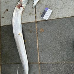 久しぶりの釣り〜