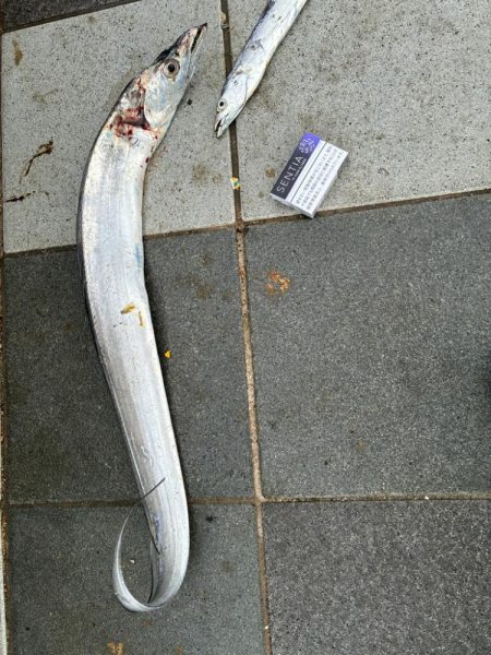 久しぶりの釣り〜