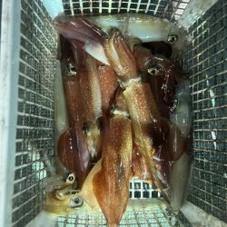 デカイカばっか