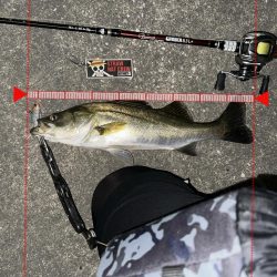 時合い一瞬！デカいと思ったら…まさかのサイズ!?【シーバス釣り】