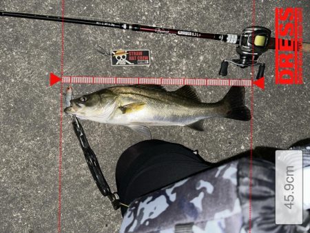 時合い一瞬！デカいと思ったら…まさかのサイズ!?【シーバス釣り】