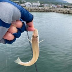 淡路釣行マアジ〜シロギス