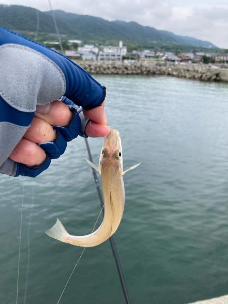淡路釣行マアジ〜シロギス