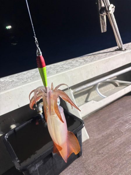 今季ラスト丹後イカメタル