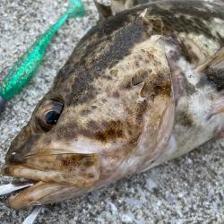 デイアコウがんばる・・・根魚多数