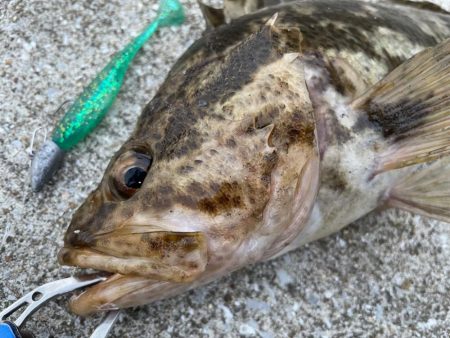 デイアコウがんばる・・・根魚多数