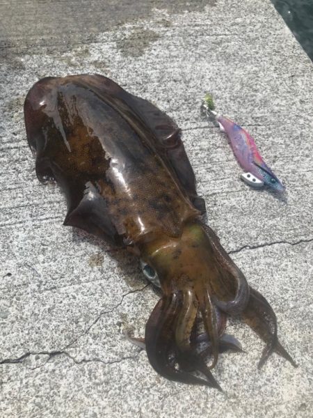 夏イカ最高🦑ᾙ…