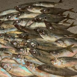 アジングとタチウオ