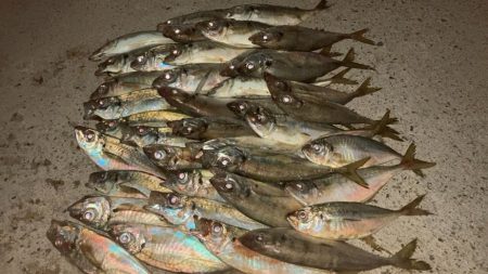 アジングとタチウオ