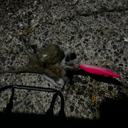 タコ、ダツ⁉️