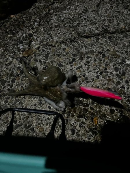 タコ、ダツ⁉️