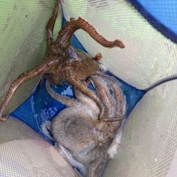 東京湾エギタコ