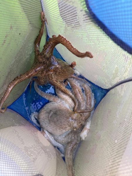 東京湾エギタコ