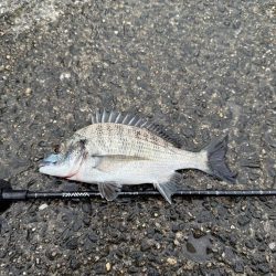 久しぶりのフカセ釣り