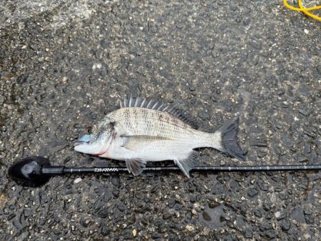 久しぶりのフカセ釣り