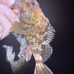 夜な夜なガシリング無双