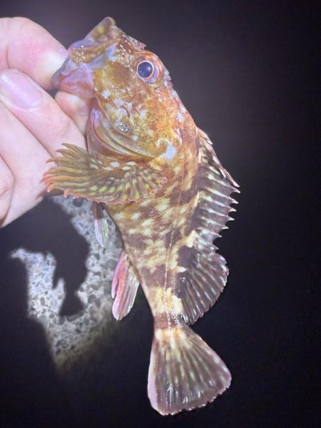 夜な夜なガシリング無双