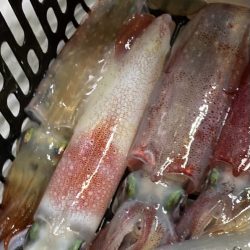 三重イカメタル