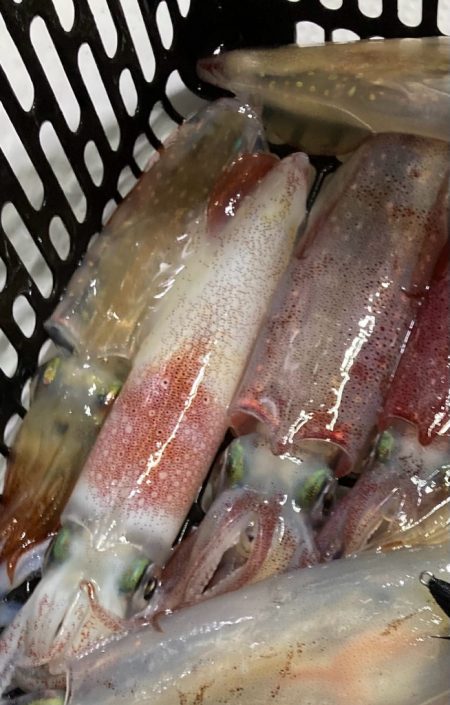 三重イカメタル