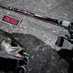 ボトムネチリンコが正義！