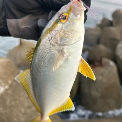 シオ、ツバス、イトヒキアジ