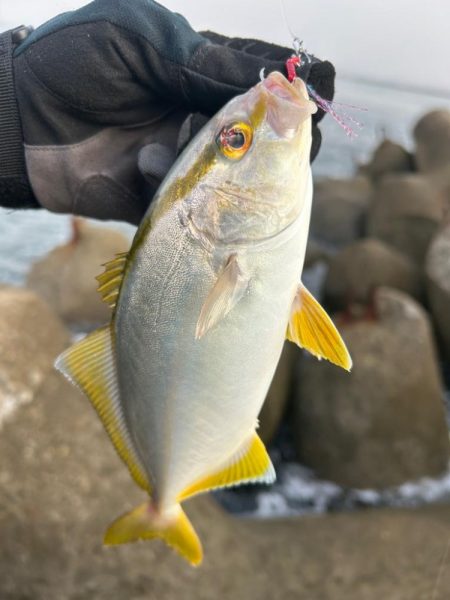 シオ、ツバス、イトヒキアジ