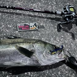 また引き出しが増えた釣果！