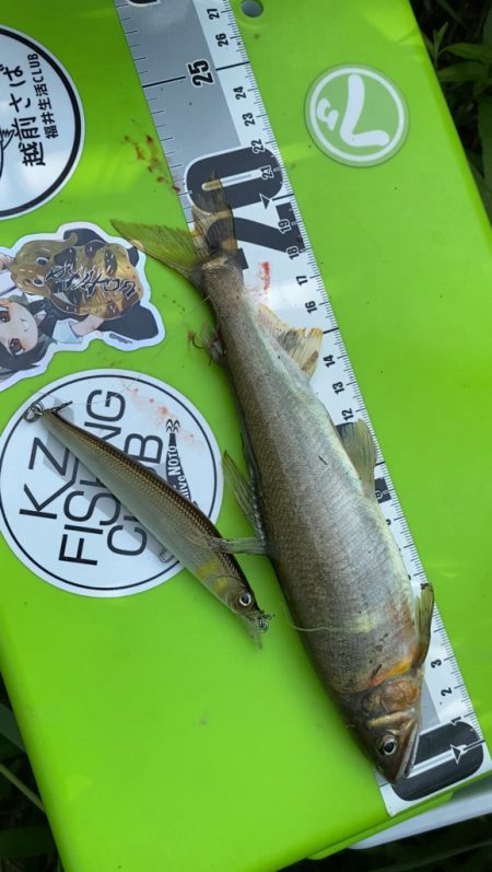 日野川アユイングに挑戦!