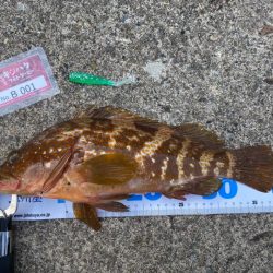 祝！記録更新キジハタゲーム