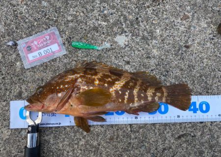 祝！記録更新キジハタゲーム