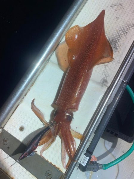 玄界灘イカメタル