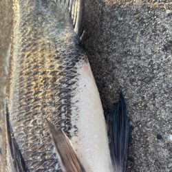 エビ撒きでクロダイ釣れました